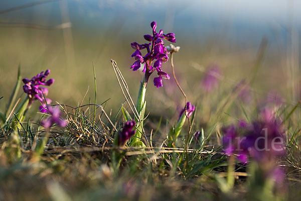 Kleines Knabenkraut (Orchis morio)