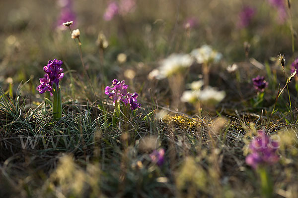 Kleines Knabenkraut (Orchis morio)