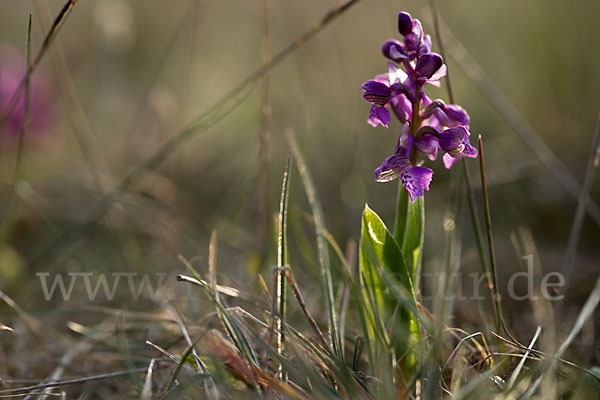 Kleines Knabenkraut (Orchis morio)