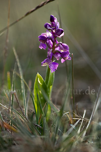 Kleines Knabenkraut (Orchis morio)