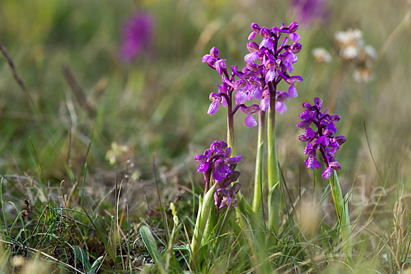 Kleines Knabenkraut (Orchis morio)