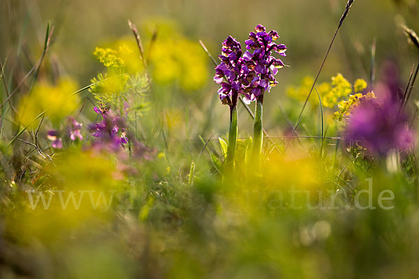 Kleines Knabenkraut (Orchis morio)