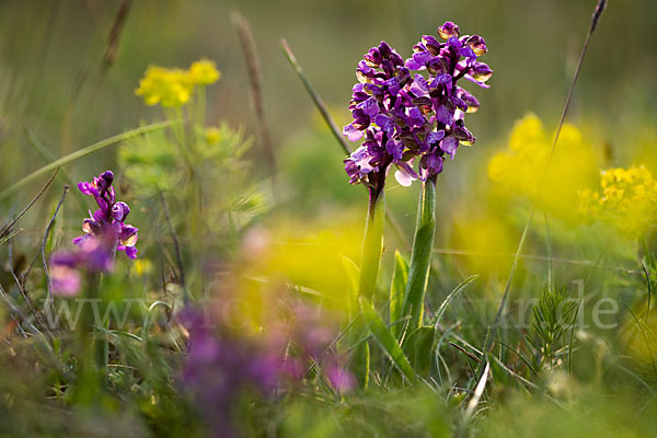 Kleines Knabenkraut (Orchis morio)