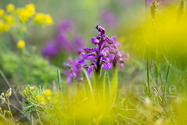 Kleines Knabenkraut (Orchis morio)