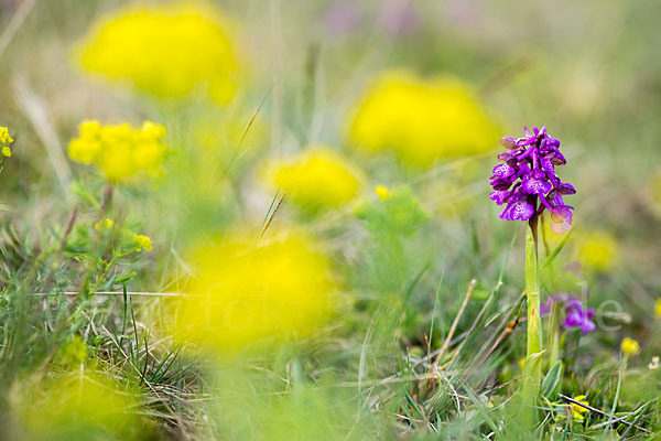 Kleines Knabenkraut (Orchis morio)