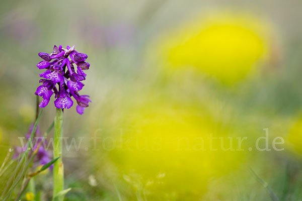 Kleines Knabenkraut (Orchis morio)