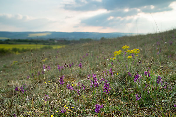 Kleines Knabenkraut (Orchis morio)