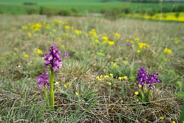 Kleines Knabenkraut (Orchis morio)