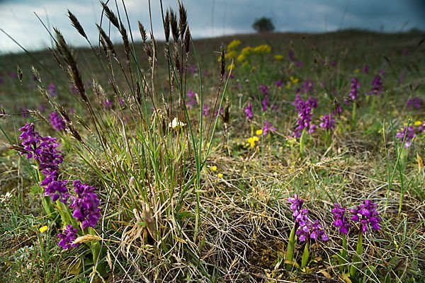 Kleines Knabenkraut (Orchis morio)