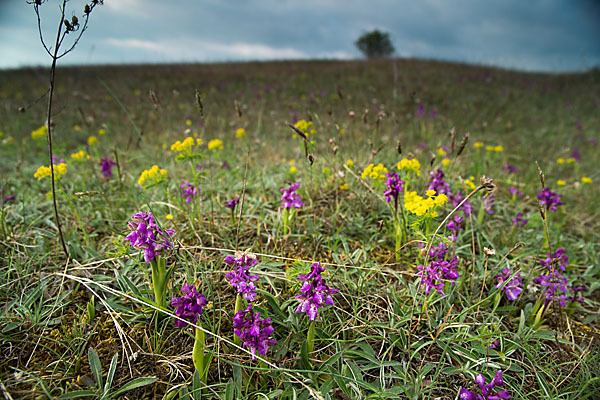 Kleines Knabenkraut (Orchis morio)