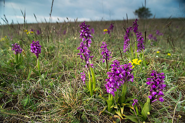 Kleines Knabenkraut (Orchis morio)