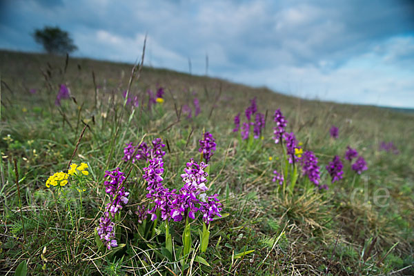 Kleines Knabenkraut (Orchis morio)