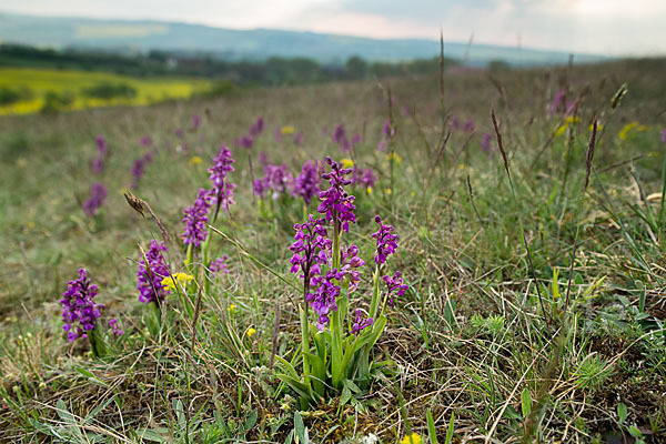 Kleines Knabenkraut (Orchis morio)