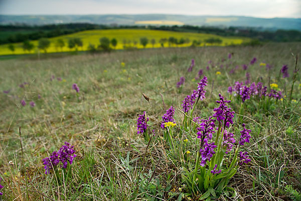 Kleines Knabenkraut (Orchis morio)