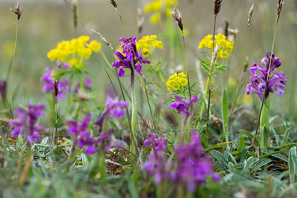 Kleines Knabenkraut (Orchis morio)