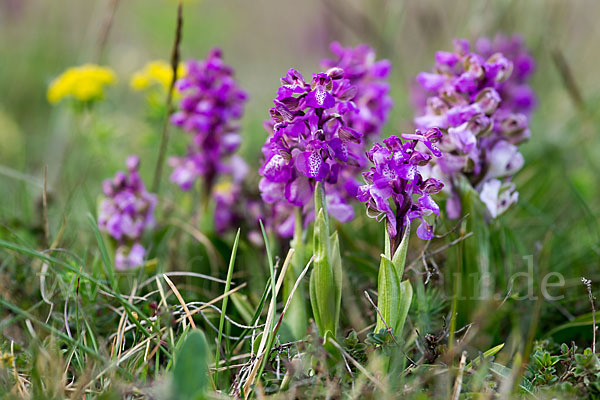 Kleines Knabenkraut (Orchis morio)