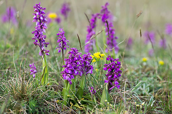 Kleines Knabenkraut (Orchis morio)