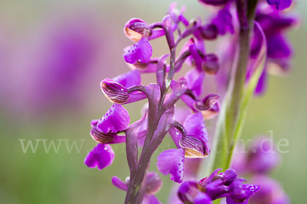 Kleines Knabenkraut (Orchis morio)