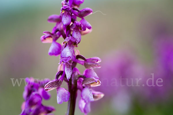 Kleines Knabenkraut (Orchis morio)