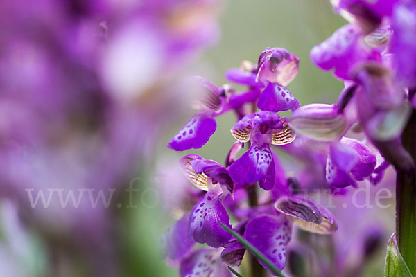 Kleines Knabenkraut (Orchis morio)