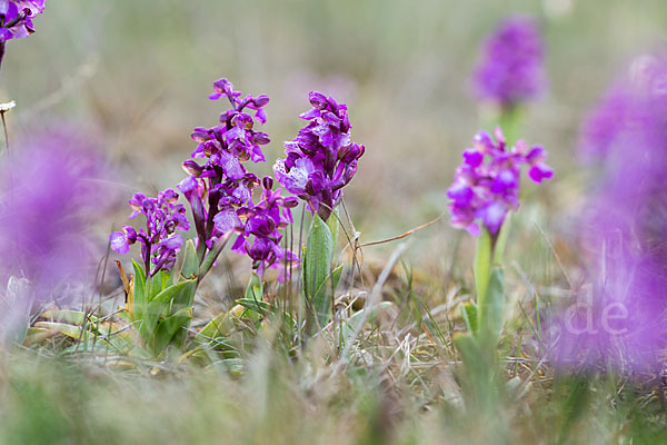 Kleines Knabenkraut (Orchis morio)