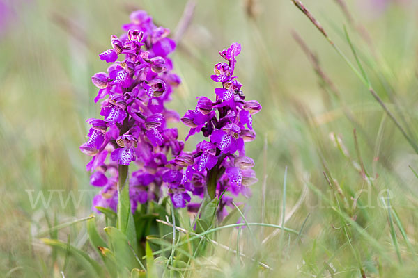 Kleines Knabenkraut (Orchis morio)