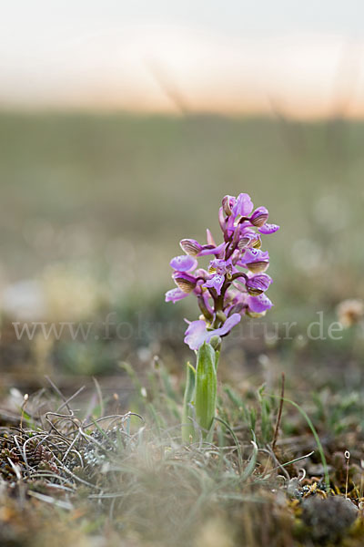 Kleines Knabenkraut (Orchis morio)