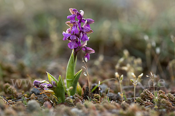 Kleines Knabenkraut (Orchis morio)