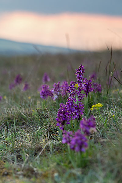 Kleines Knabenkraut (Orchis morio)