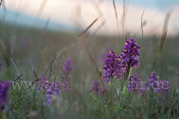 Kleines Knabenkraut (Orchis morio)