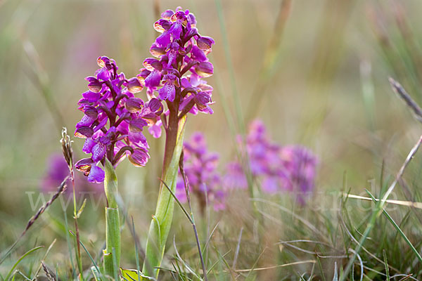 Kleines Knabenkraut (Orchis morio)