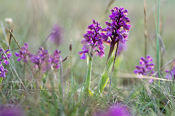 Kleines Knabenkraut (Orchis morio)