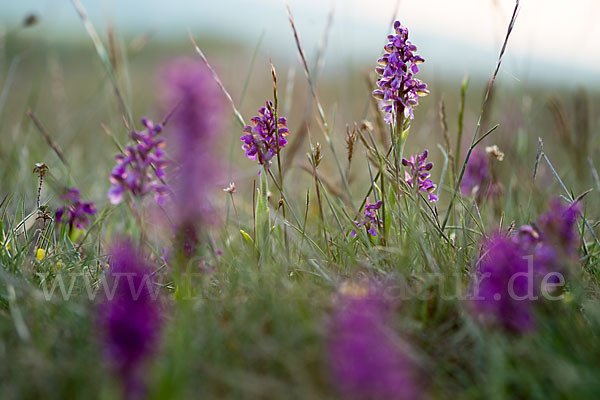 Kleines Knabenkraut (Orchis morio)