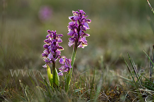 Kleines Knabenkraut (Orchis morio)