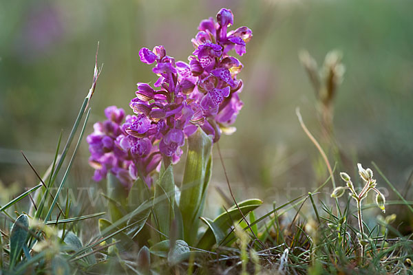 Kleines Knabenkraut (Orchis morio)