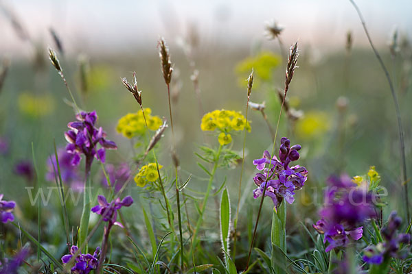 Kleines Knabenkraut (Orchis morio)