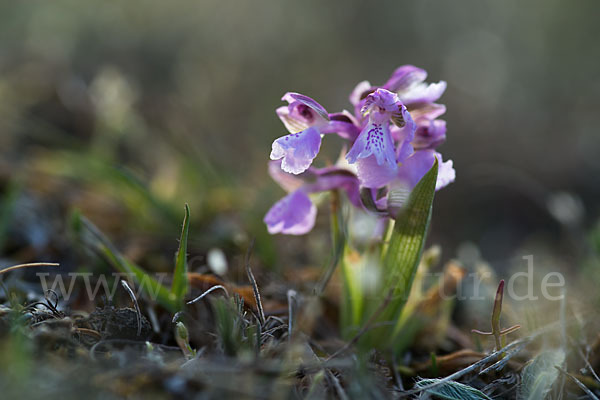 Kleines Knabenkraut (Orchis morio)