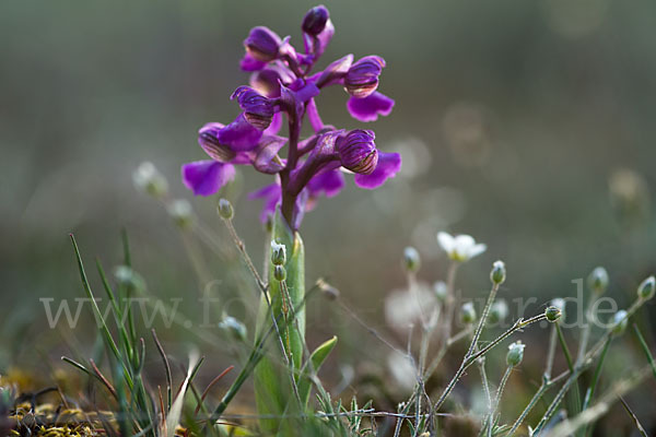 Kleines Knabenkraut (Orchis morio)