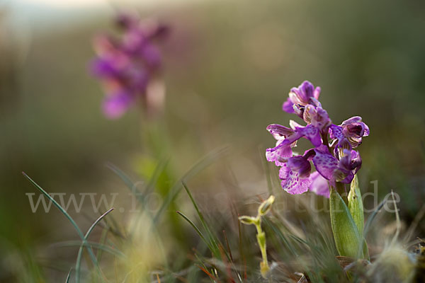 Kleines Knabenkraut (Orchis morio)