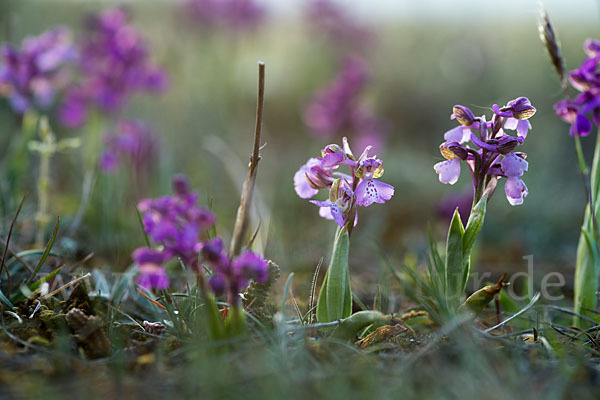 Kleines Knabenkraut (Orchis morio)