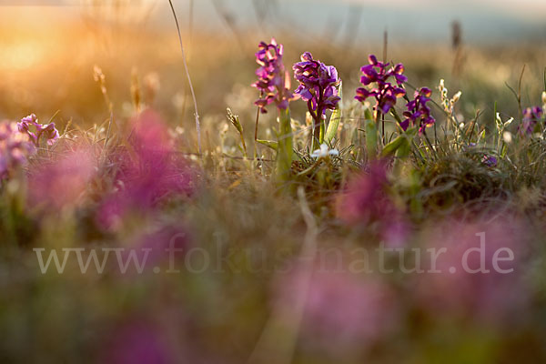 Kleines Knabenkraut (Orchis morio)