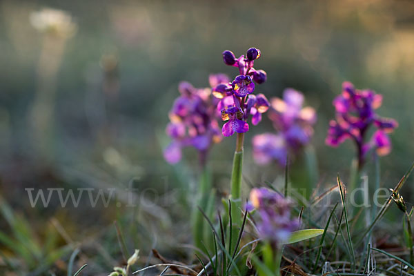 Kleines Knabenkraut (Orchis morio)