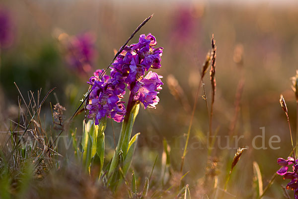 Kleines Knabenkraut (Orchis morio)