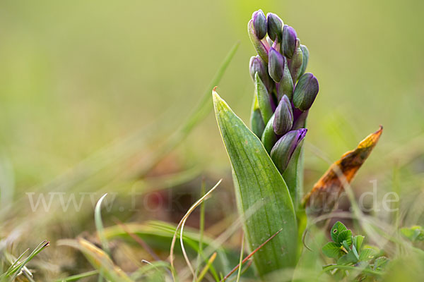 Kleines Knabenkraut (Orchis morio)