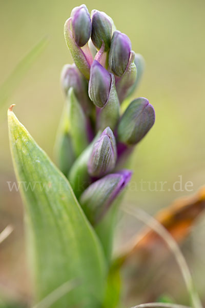 Kleines Knabenkraut (Orchis morio)