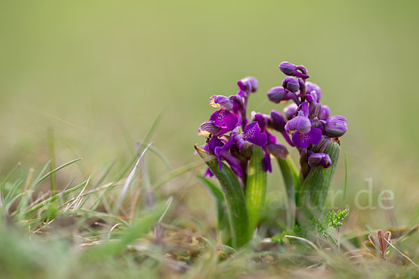 Kleines Knabenkraut (Orchis morio)