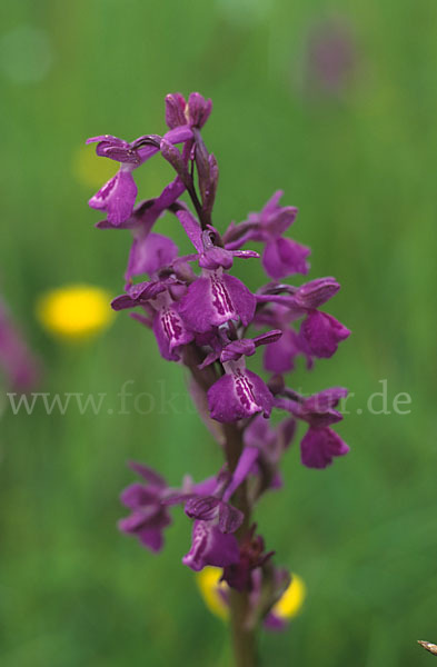 Kleines Knabenkraut x Lockerblütiges Knabenkraut (Orchis morio x Orchis laxiflora)