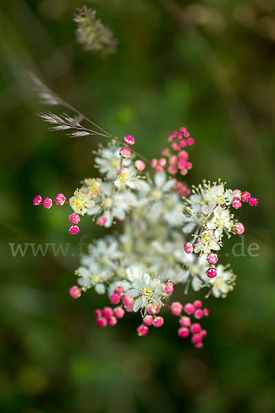 Kleines Mädesüß (Filipendula vulgaris)