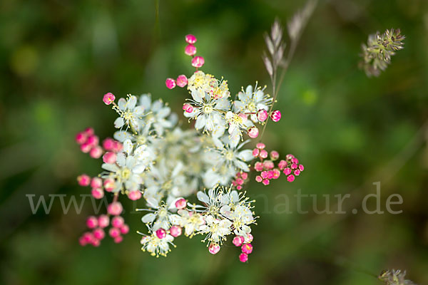 Kleines Mädesüß (Filipendula vulgaris)