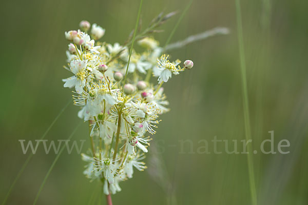 Kleines Mädesüß (Filipendula vulgaris)